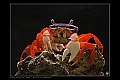 CRABE TAMBOUR2